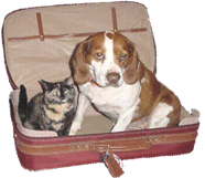 We don't want to go to the boarding kennel