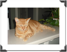 Cat posing for the pet sitter