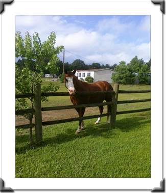 we pet sit for horses too