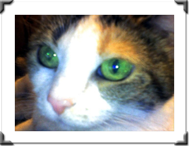 I love my pet sitter